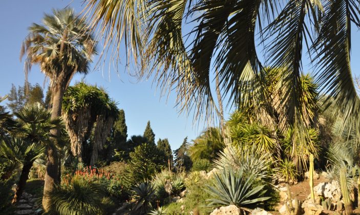 le jardin Olbius Riquier à Hyères regorge de nombreuses espèces d’arbres